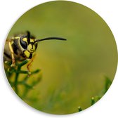 WallClassics - Cercle mural en panneau de mousse PVC - Guêpe sur branches vertes - Photo 50 x 50 cm sur cercle mural (avec système de suspension)