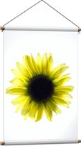 Textielposter - Biovenaanzicht van een Gele Zonnebloem met Witte Ondergrond - 60x90 cm Foto op Textiel