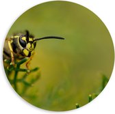 WallClassics - PVC Schuimplaat Muurcirkel - Wesp op Groene Takken - 60x60 cm Foto op Muurcirkel (met ophangsysteem)