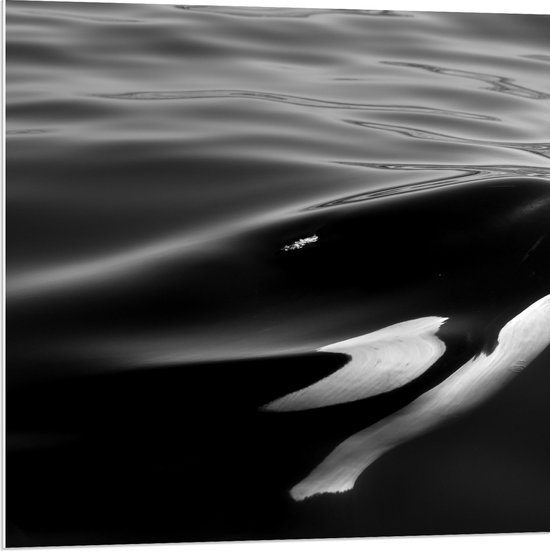 WallClassics - PVC Schuimplaat- Zwart met Witte Orka aan het Wateroppervlak (Zwart- wit) - 80x80 cm Foto op PVC Schuimplaat