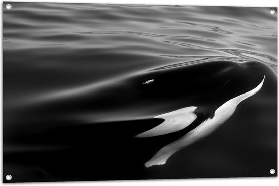 WallClassics - Tuinposter – Zwart met Witte Orka aan het Wateroppervlak (Zwart- wit) - 105x70 cm Foto op Tuinposter (wanddecoratie voor buiten en binnen)