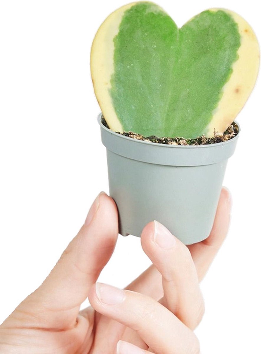 PLNTS - Baby Hoya Kerrii Albomarginata - Kamerplant - Kweekpot 6 cm - Hoogte 10 cm