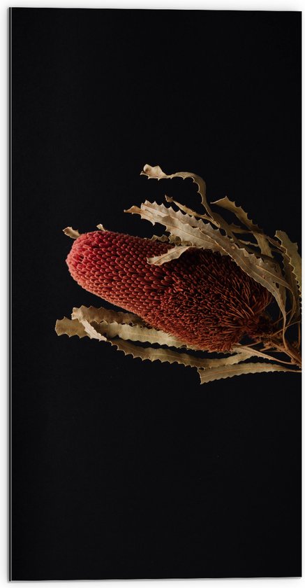 Dibond - Tak met Rode Plant tegen Zwarte Achtergrond - 50x100 cm Foto op Aluminium (Wanddecoratie van metaal)