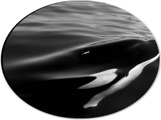 WallClassics - Dibond Ovaal - Zwart met Witte Orka aan het Wateroppervlak (Zwart- wit) - 28x21 cm Foto op Ovaal (Met Ophangsysteem)
