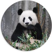 Dibond Muurcirkel - Etende Vrolijke Panda - 60x60 cm Foto op Aluminium Muurcirkel (met ophangsysteem)