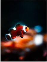 WallClassics - Poster (Mat) - Nemo Vis - 75x100 cm Foto op Posterpapier met een Matte look