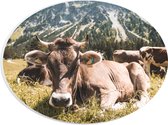PVC Schuimplaat Ovaal - Liggende Koe bij Berggebied - 28x21 cm Foto op Ovaal (Met Ophangsysteem)