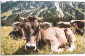 Tuinposter – Liggende Koe bij Berggebied - 90x60 cm Foto op Tuinposter (wanddecoratie voor buiten en binnen)