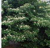 Cornus alternifolia - Pagode Kornoelje 60 - 80 cm in pot