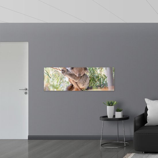 WallClassics - Panneau en mousse PVC – Koala mignon sur une branche – Photo 150 x 50 cm sur panneau en mousse PVC