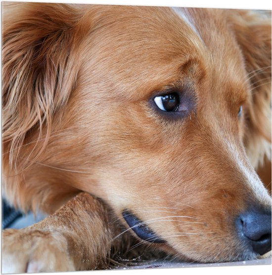 WallClassics - Acrylglas - Sipkijkende Liggende Puppy - 100x100 cm Foto op Acrylglas (Wanddecoratie op Acrylaat)