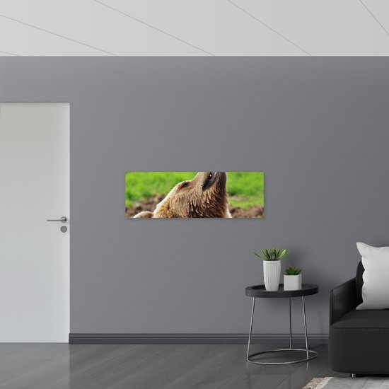WallClassics - Dibond - Ours brun détendu dans l'herbe verte - 120x40 cm Photo sur aluminium (Décoration murale en métal)