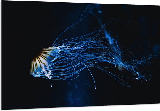 Acrylglas - Lichtgevende Blauwe Kwal in de Zee - 150x100 cm Foto op Acrylglas (Met Ophangsysteem)