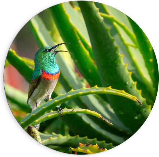 Dibond Muurcirkel - Gekleurd Vogeltje in de Groene Planten - 90x90 cm Foto op Aluminium Muurcirkel (met ophangsysteem)