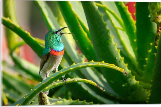 Acrylglas - Gekleurd Vogeltje in de Groene Planten - 60x40 cm Foto op Acrylglas (Met Ophangsysteem)