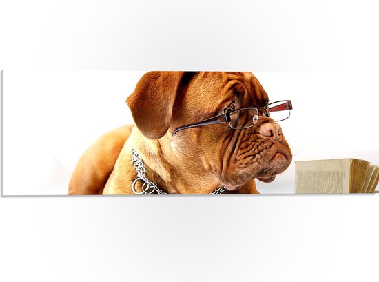 WallClassics - PVC Schuimplaat- Opzijkijkende Bruine Hond met Ketting en Leesbril - 60x20 cm Foto op PVC Schuimplaat