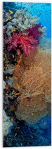 WallClassics - Verre Acrylique - Mix de Corail dans une Mer Bleue Claire - 30x90 cm Photo sur Verre Acrylique (Décoration murale sur Acrylique)