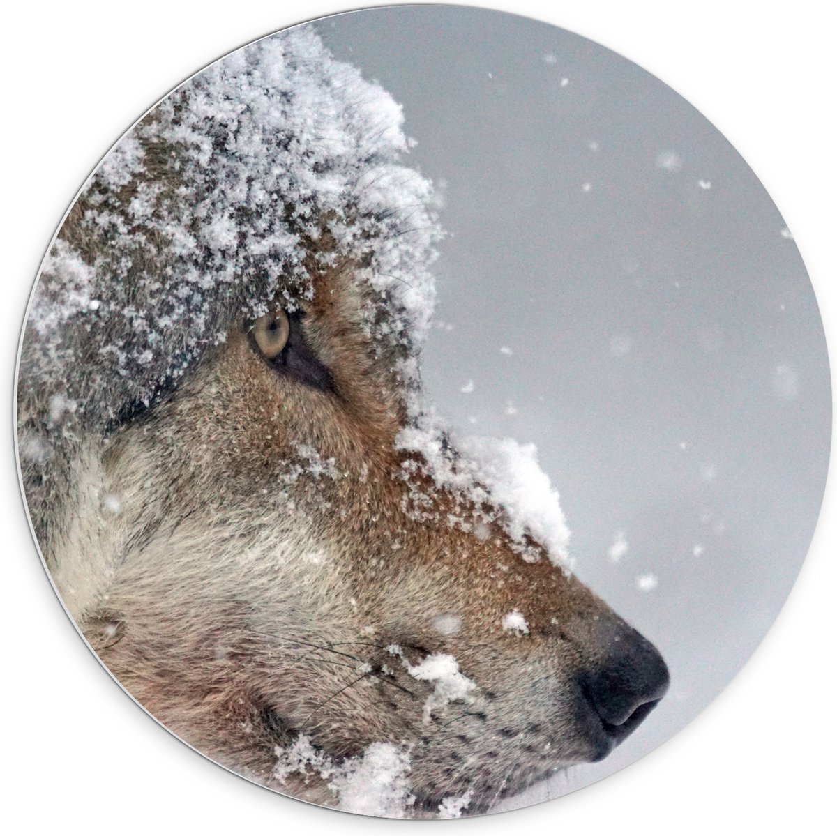 PVC Schuimplaat Muurcirkel - Vlokken Sneeuw op Kop van Geconcentreerde Wolf - 70x70 cm Fot