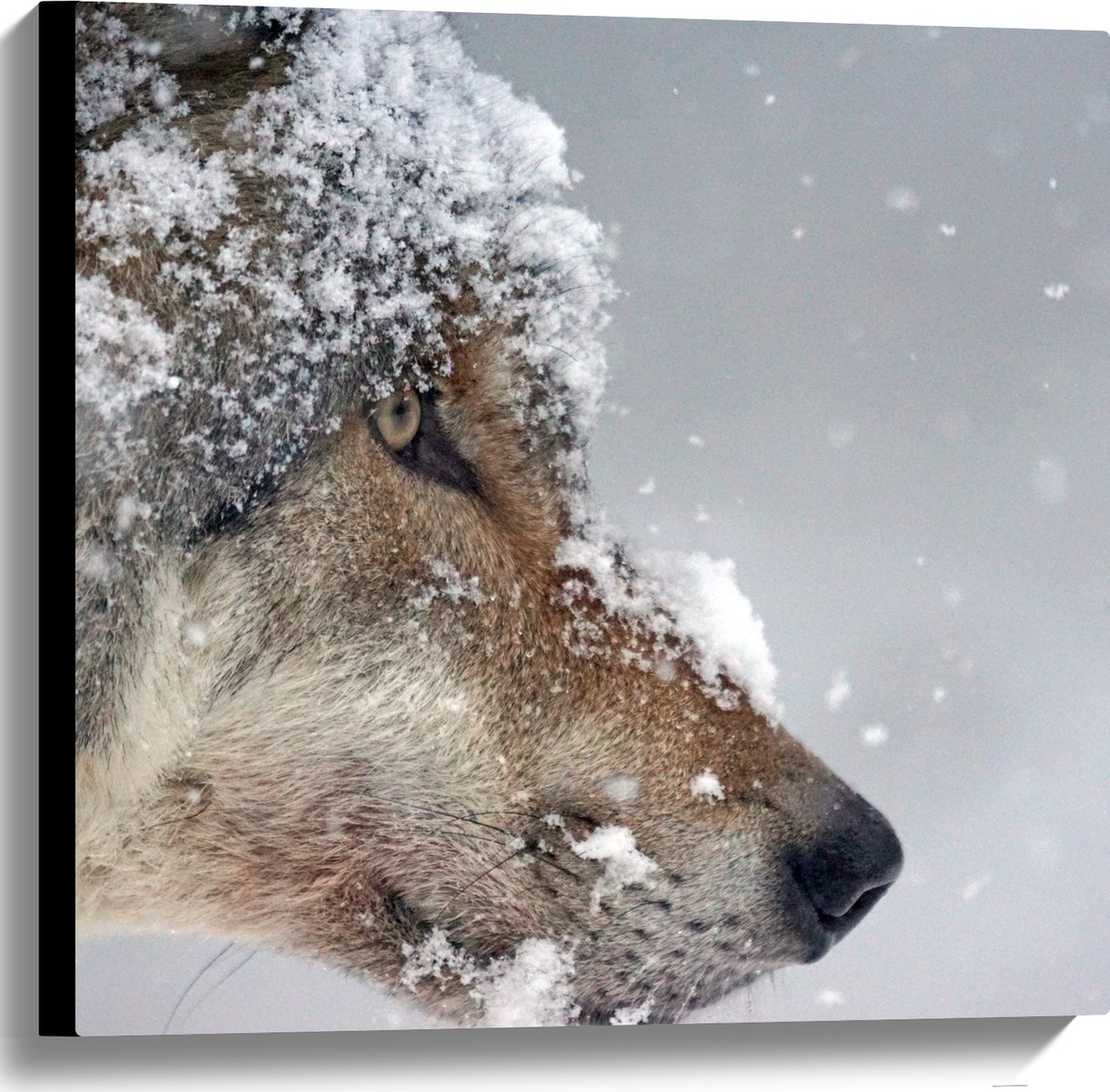 Canvas - Vlokken Sneeuw op Kop van Geconcentreerde Wolf - 60x60 cm Foto op Canvas Schilder