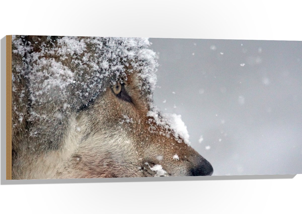 Hout - Vlokken Sneeuw op Kop van Geconcentreerde Wolf - 100x50 cm - 9 mm dik - Foto op Hou