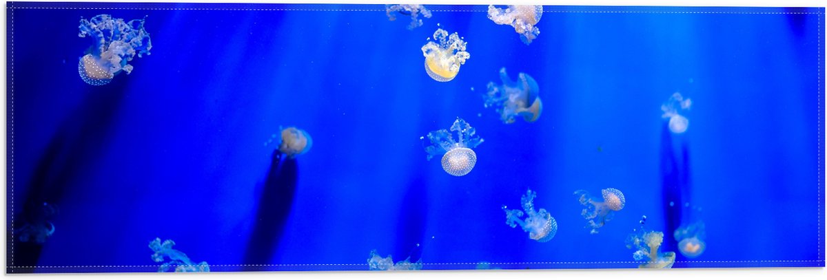 Vlag - Groep Mini Kwallen in het Aquarium - 60x20 cm Foto op Polyester Vlag