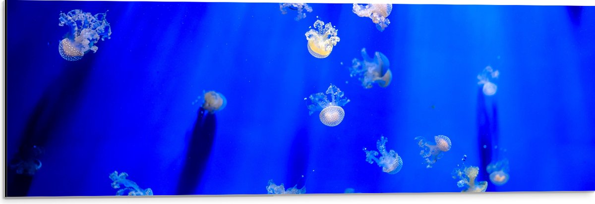 Dibond - Groep Mini Kwallen in het Aquarium - 90x30 cm Foto op Aluminium (Wanddecoratie van metaal)