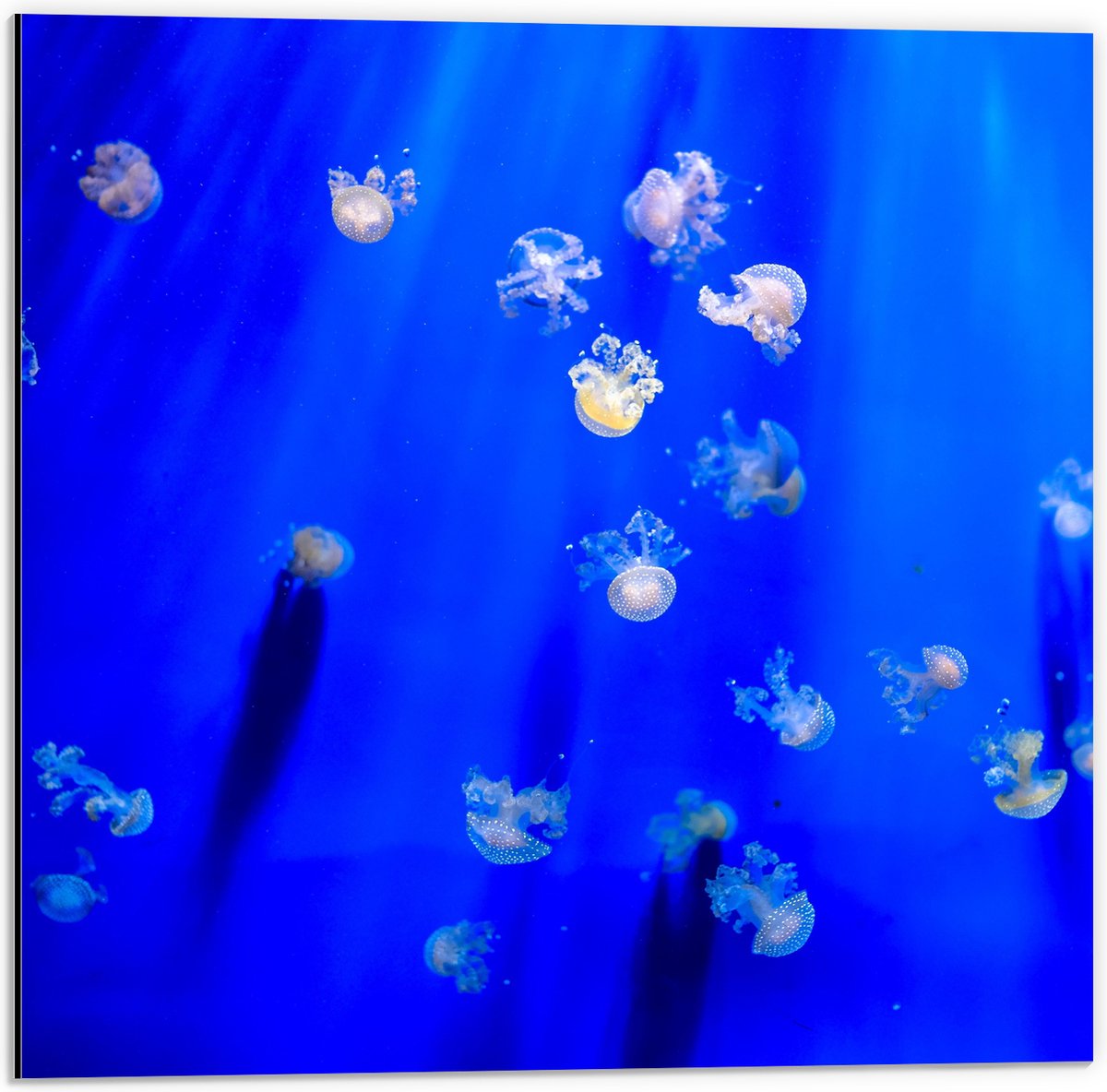 Dibond - Groep Mini Kwallen in het Aquarium - 50x50 cm Foto op Aluminium (Met Ophangsysteem)