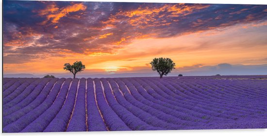 Dibond - Zonsondergang bij Lavendel Veld in de Zomer - 100x50 cm Foto op Aluminium (Wanddecoratie van metaal)