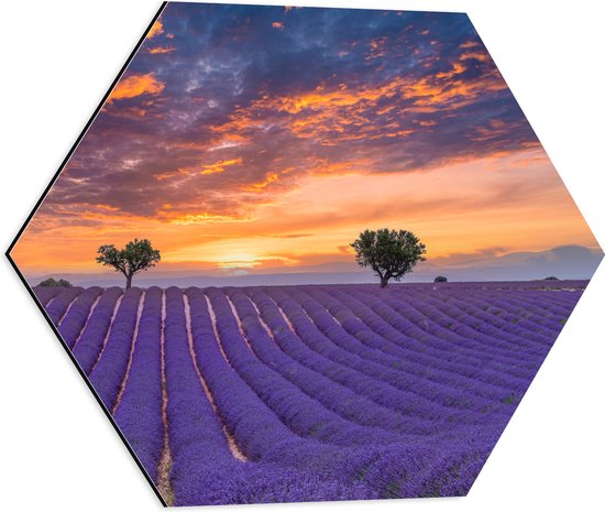 Dibond Hexagon - Zonsondergang bij Lavendel Veld in de Zomer - 50x43.5 cm Foto op Hexagon (Met Ophangsysteem)