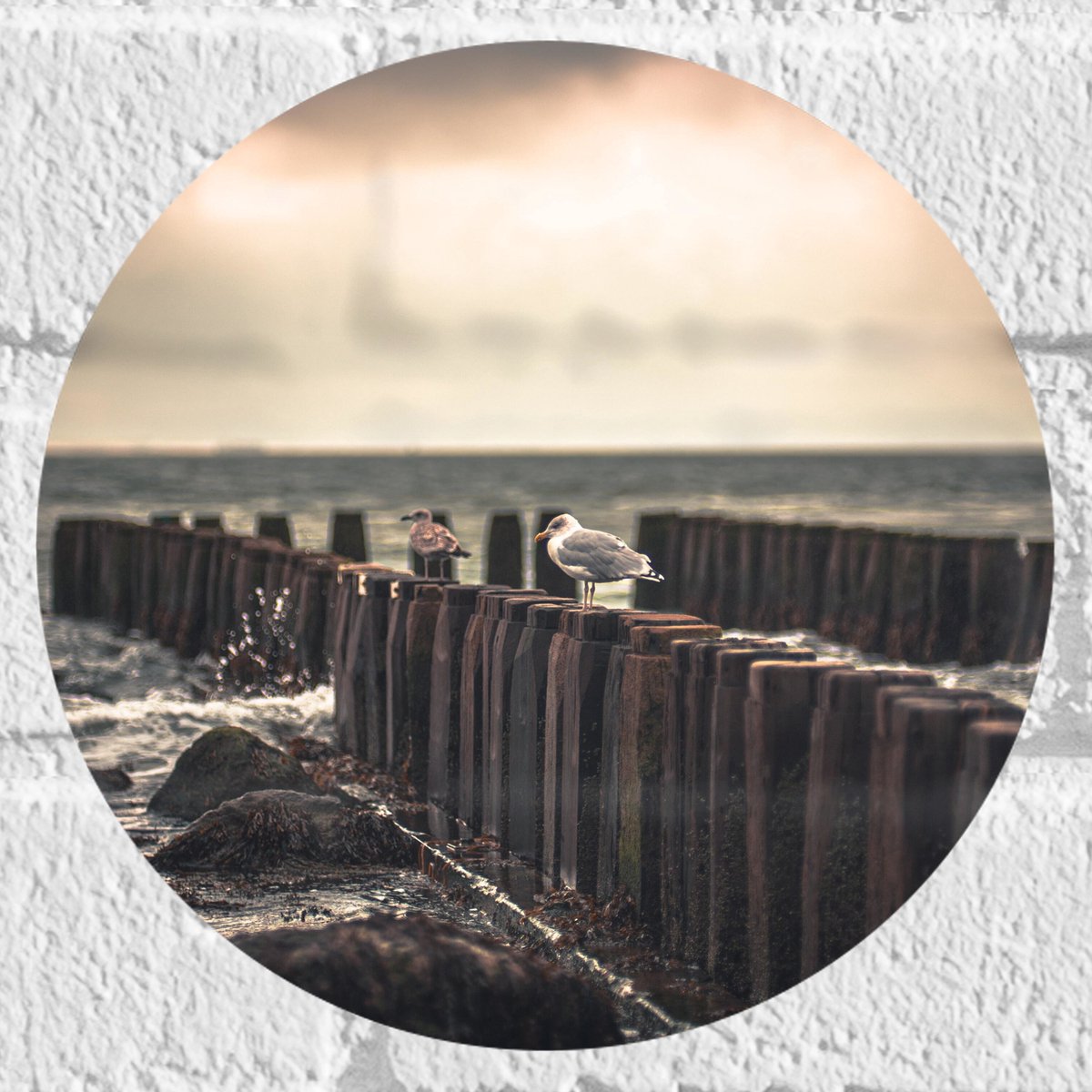 Muursticker Cirkel - Meeuwen op Houten Palen bij de Zee - 20x20 cm Foto op Muursticker