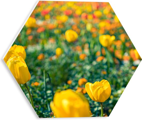 PVC Schuimplaat Hexagon - Gele Tulpen in een Veld - 30x26.1 cm Foto op Hexagon (Met Ophangsysteem)