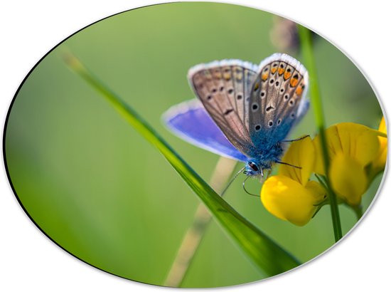 Dibond Ovaal - Icarusblauwtje Vlinder op Gele Bloem met Groen Gekleurde Achtergrond - 40x30 cm Foto op Ovaal (Met Ophangsysteem)