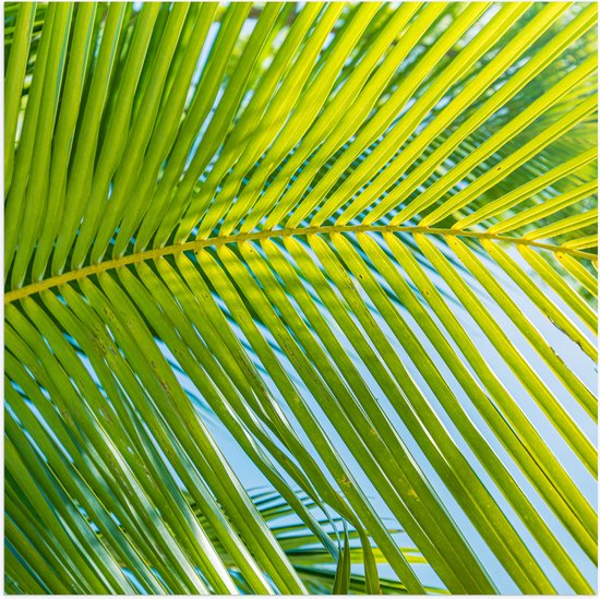 Poster Glanzend – Close up van Palmblad voor Blauwe Lucht - 80x80 cm Foto op Posterpapier met Glanzende Afwerking