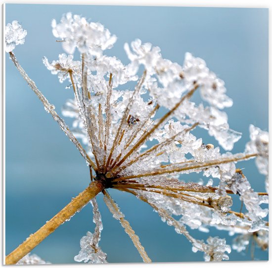 WallClassics - PVC Schuimplaat - Bevroren Winterbloem - 50x50 cm Foto op PVC Schuimplaat (Met Ophangsysteem)