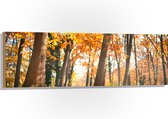 Hout - Bos in de Herfst vanaf Kikkerperspectief - 120x40 cm - 9 mm dik - Foto op Hout (Met Ophangsysteem)