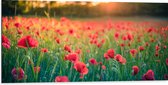 Dibond - Klaprozen in een Veld met Mooie Belichting achter de Bomen - 100x50 cm Foto op Aluminium (Met Ophangsysteem)