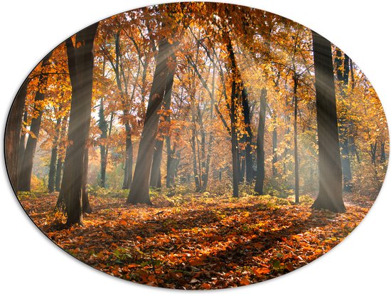 Dibond Ovaal - Bos in de Herfst met Zonnestralen door de Bomen - 80x60 cm Foto op Ovaal (Met Ophangsysteem)