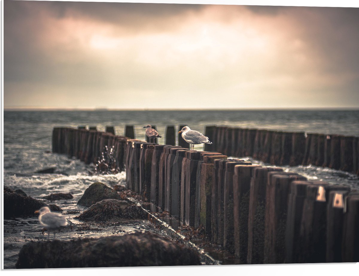 PVC Schuimplaat - Meeuwen op Houten Palen bij de Zee - 80x60 cm Foto op PVC Schuimplaat (M