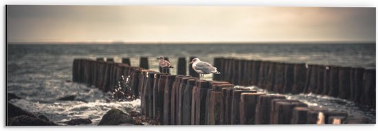 WallClassics - Dibond - Meeuwen op Houten Palen bij de Zee - 60x20 cm Foto op Aluminium (Met Ophangsysteem)