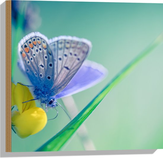 Hout - Icarusblauwtje Vlinder op Gele bloem met Blauw Gekleurde Achtergrond - 50x50 cm - 9 mm dik - Foto op Hout (Met Ophangsysteem)