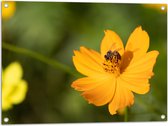 Tuinposter – Gele Bij Zoekend naar Nectar in Gele Bloem - 80x60 cm Foto op Tuinposter (wanddecoratie voor buiten en binnen)