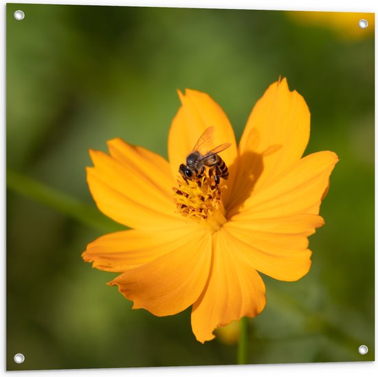 Tuinposter – Gele Bij Zoekend naar Nectar in Gele Bloem - 80x80 cm Foto op Tuinposter (wanddecoratie voor buiten en binnen)