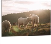 Dibond - Drie Schaapjes in het Landschap onder Felle Zon - 100x75 cm Foto op Aluminium (Met Ophangsysteem)