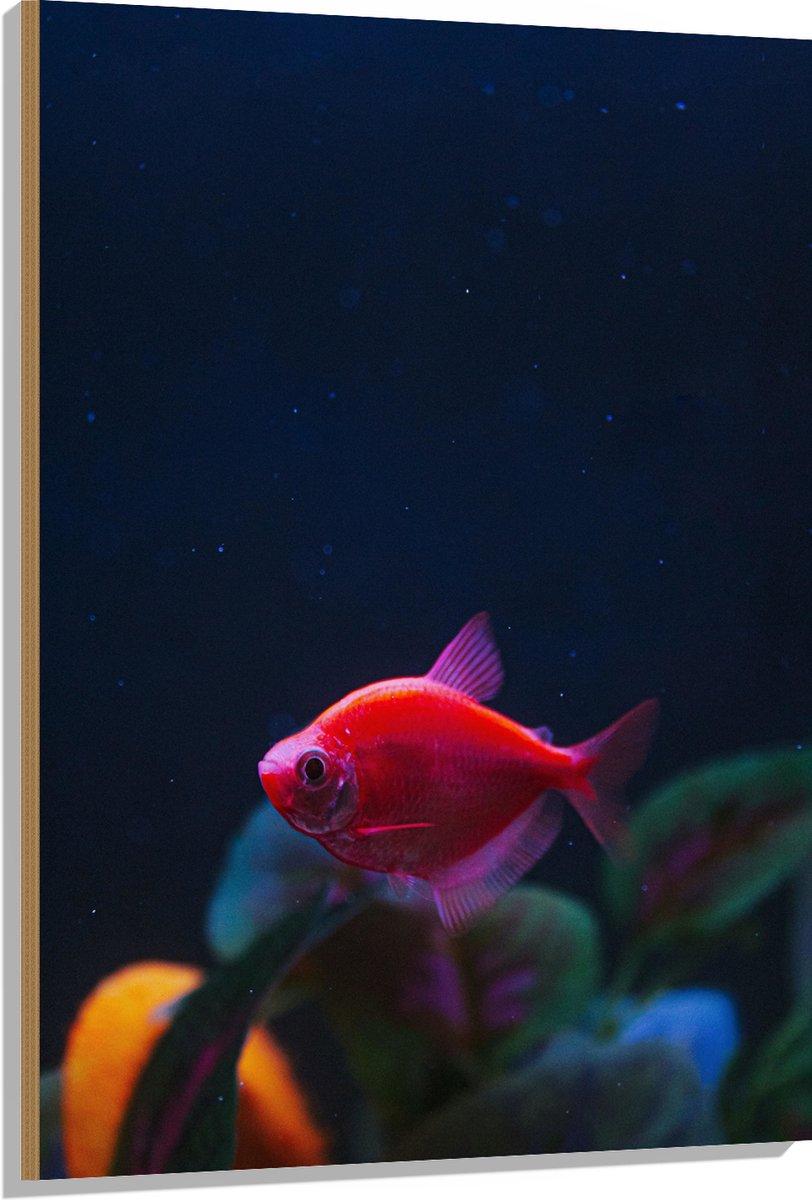 Hout - Rode Vis in Aquarium - 80x120 cm - 9 mm dik - Foto op Hout (Met Ophangsysteem)
