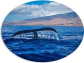 WallClassics - Panneau ovale en mousse PVC - Queue de baleine au-dessus de l'eau en Berg - Photo 68 x 51 cm sur ovale (avec système de suspension)