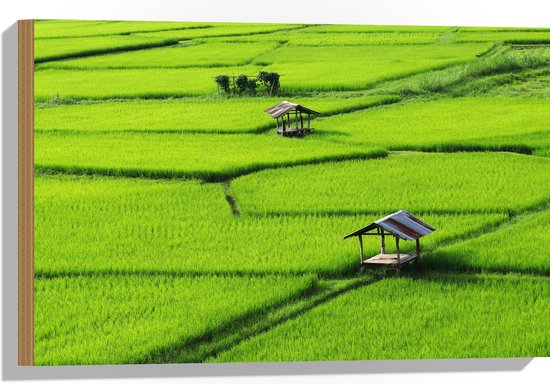 Hout - Houten Hutjes in Grote Groene Rijstvelden in Vietnam - 60x40 cm - 9 mm dik - Foto op Hout (Met Ophangsysteem)