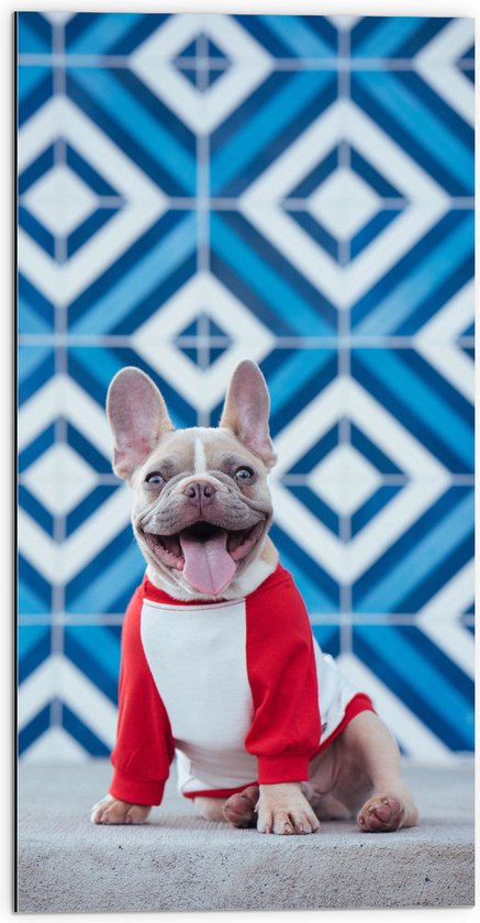 WallClassics - Dibond - Puppy met Trui bij een Blauwe Achtergrond - 50x100 cm Foto op Aluminium (Met Ophangsysteem)