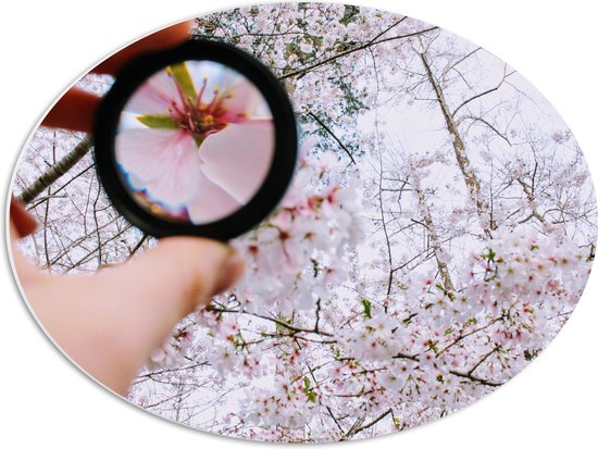 PVC Schuimplaat Ovaal - Roze Bloem aan de Boom in een Vergrootglas - 56x42 cm Foto op Ovaal (Met Ophangsysteem)