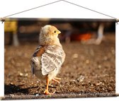 WallClassics - Affiche Textile - Poussin Qui Marche - 90x60 cm Photo sur Textile