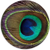 Dibond Muurcirkel - Kleurrijke Pauwen Veer van Dichtbij - 70x70 cm Foto op Aluminium Muurcirkel (met ophangsysteem)
